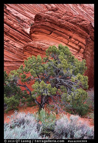 Tree and sandstone butte, Coyote Buttes South. Vermilion Cliffs National Monument, Arizona, USA (color)