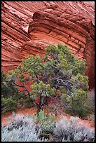 Tree and sandstone butte, Coyote Buttes South. Vermilion Cliffs National Monument, Arizona, USA ( color)