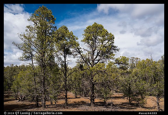 Ponderosa pine forest, Mt. Trumbull range. Grand Canyon-Parashant National Monument, Arizona, USA (color)