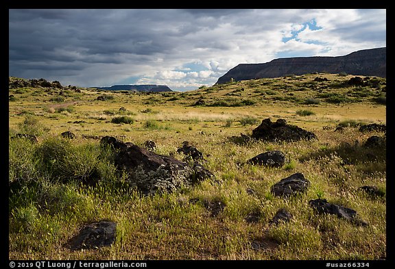 Green steppe and basalt boulders. Grand Canyon-Parashant National Monument, Arizona, USA (color)