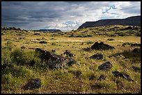 Green steppe and basalt boulders. Grand Canyon-Parashant National Monument, Arizona, USA ( color)