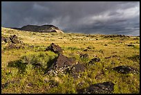 Steppe in spring with black volcanic rocks. Grand Canyon-Parashant National Monument, Arizona, USA ( color)