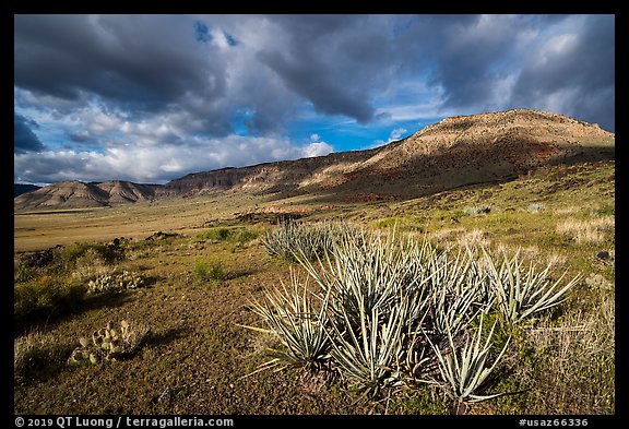 Desert plants and steppe. Grand Canyon-Parashant National Monument, Arizona, USA (color)