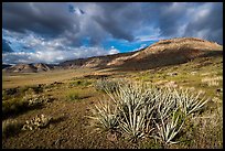 Desert plants and steppe. Grand Canyon-Parashant National Monument, Arizona, USA ( color)