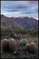 Barrel Cactus and last light on Grand Canyon rim. Grand Canyon-Parashant National Monument, Arizona, USA ( color)