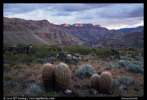 Barrel Cactus, Whitmore Wash. Grand Canyon-Parashant National Monument, Arizona, USA (color)