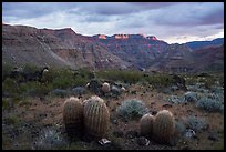 Barrel Cactus, Whitmore Wash. Grand Canyon-Parashant National Monument, Arizona, USA ( color)