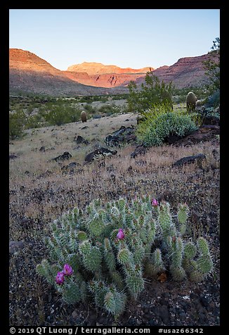 Cactus in bloom, sunrise on cliffs, Whitmore Wash. Grand Canyon-Parashant National Monument, Arizona, USA (color)