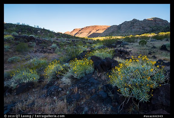 Brittlebush in bloom and balsalt rock, Whitmore Wash. Grand Canyon-Parashant National Monument, Arizona, USA (color)