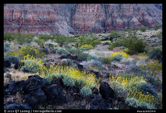 Brittlebush in bloom and Grand Canyon walls, Whitmore Wash. Grand Canyon-Parashant National Monument, Arizona, USA (color)