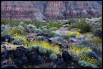 Brittlebush in bloom and Grand Canyon walls, Whitmore Wash. Grand Canyon-Parashant National Monument, Arizona, USA ( color)