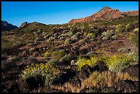 Whitmore Wash with Brittlebush in bloom. Grand Canyon-Parashant National Monument, Arizona, USA ( color)