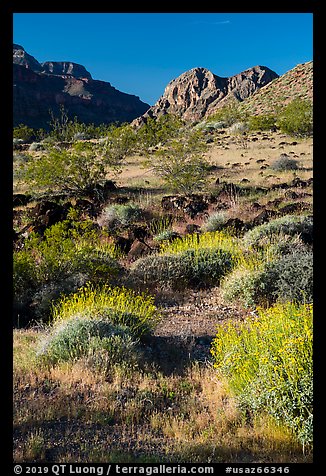 Brittlebush in bloom. Grand Canyon-Parashant National Monument, Arizona, USA (color)