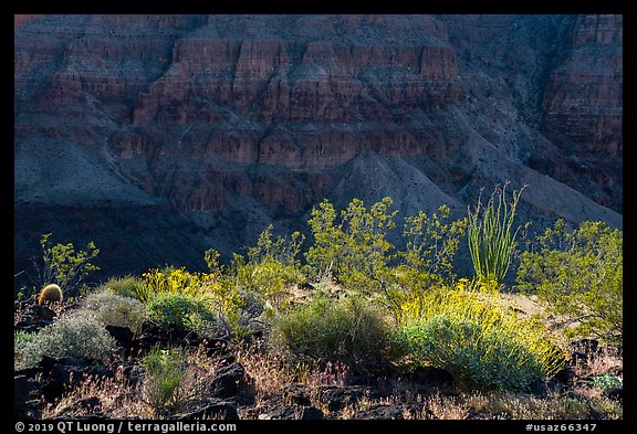 Desert plans and Grand Canyon wall. Grand Canyon-Parashant National Monument, Arizona, USA (color)