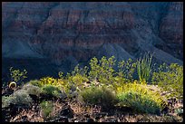 Desert plans and Grand Canyon wall. Grand Canyon-Parashant National Monument, Arizona, USA ( color)