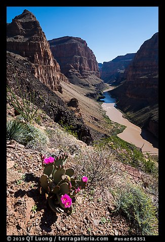 Cactus in bloom above Grand Canyon Whitmore Canyon Overlook. Grand Canyon-Parashant National Monument, Arizona, USA (color)