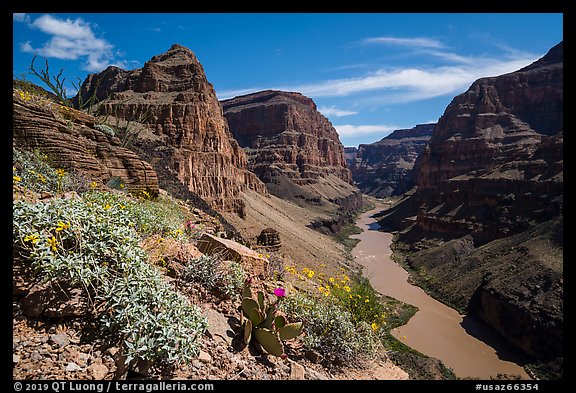 Brittlebush and cactus in bloom in the Grand Canyon. Grand Canyon-Parashant National Monument, Arizona, USA (color)