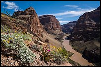 Brittlebush and cactus in bloom in the Grand Canyon. Grand Canyon-Parashant National Monument, Arizona, USA ( color)