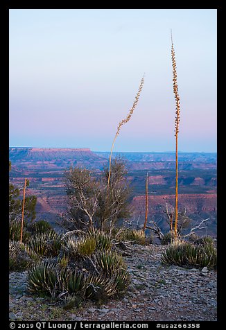 Agave stalks at dusk, Twin Point Overlook. Grand Canyon-Parashant National Monument, Arizona, USA (color)