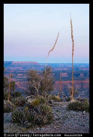 Agave stalks at dusk, Twin Point Overlook. Grand Canyon-Parashant National Monument, Arizona, USA