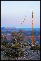 Agave stalks at dusk, Twin Point Overlook. Grand Canyon-Parashant National Monument, Arizona, USA ( color)