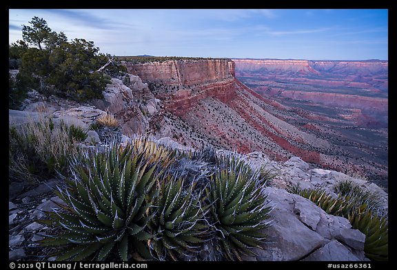 Succulents on Grand Canyon Rim at dusk. Grand Canyon-Parashant National Monument, Arizona, USA (color)