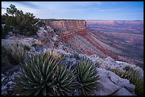 Succulents on Grand Canyon Rim at dusk. Grand Canyon-Parashant National Monument, Arizona, USA ( color)