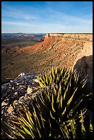 Succulents on Grand Canyon Rim, Twin Point. Grand Canyon-Parashant National Monument, Arizona, USA ( color)