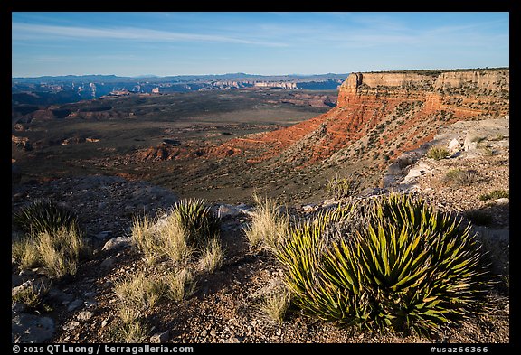 Grand Canyon Rim with succulents, Twin Point. Grand Canyon-Parashant National Monument, Arizona, USA (color)