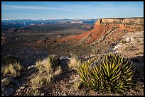 Grand Canyon Rim with succulents, Twin Point. Grand Canyon-Parashant National Monument, Arizona, USA ( color)