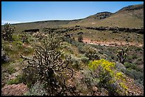 Cactus and Brittlebush, Grand Wash Area. Grand Canyon-Parashant National Monument, Arizona, USA ( color)