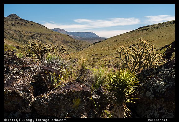 Cactus, Grand Wash Area. Grand Canyon-Parashant National Monument, Arizona, USA (color)