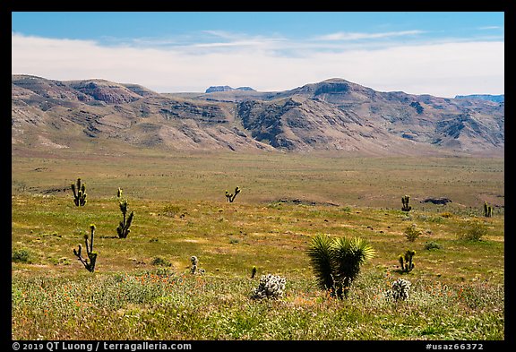 Steppe with yuccas. Grand Canyon-Parashant National Monument, Arizona, USA (color)