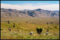 Steppe with yuccas. Grand Canyon-Parashant National Monument, Arizona, USA ( color)