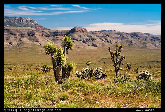 Steppe with Joshua Trees. Grand Canyon-Parashant National Monument, Arizona, USA (color)