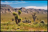 Steppe with Joshua Trees. Grand Canyon-Parashant National Monument, Arizona, USA ( color)
