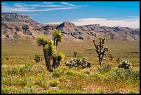 Steppe with Joshua Trees. Grand Canyon-Parashant National Monument, Arizona, USA ( color)