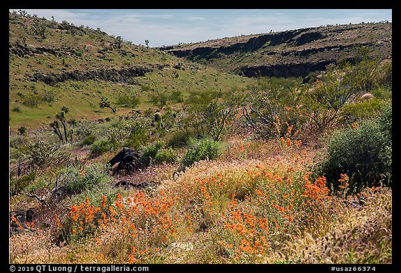 Wild poppies in canyon. Grand Canyon-Parashant National Monument, Arizona, USA (color)