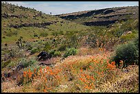 Wild poppies in canyon. Grand Canyon-Parashant National Monument, Arizona, USA ( color)