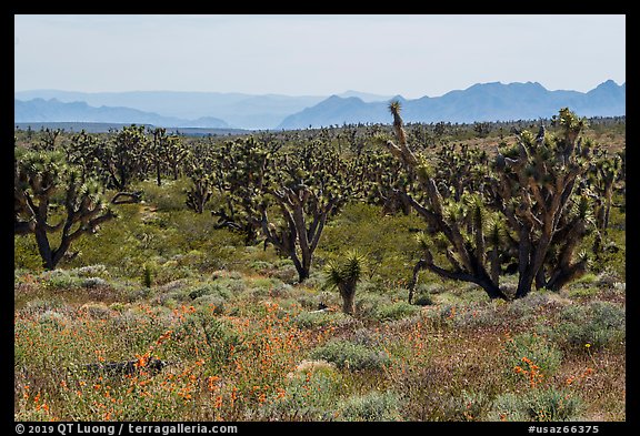 Wild poppies and dense Joshua Tree forest. Grand Canyon-Parashant National Monument, Arizona, USA (color)