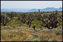 Wild poppies and dense Joshua Tree forest. Grand Canyon-Parashant National Monument, Arizona, USA ( color)