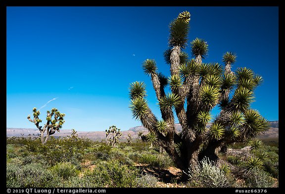 Joshua Trees and moon. Grand Canyon-Parashant National Monument, Arizona, USA (color)