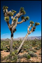 Joshua Tree with seed. Grand Canyon-Parashant National Monument, Arizona, USA ( color)