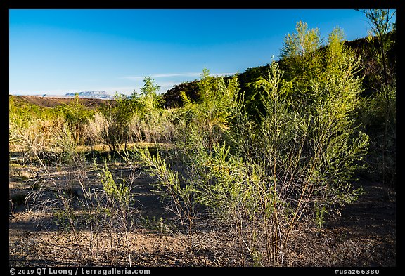 Pakoon Springs in the spring. Grand Canyon-Parashant National Monument, Arizona, USA (color)