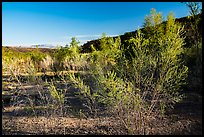 Pakoon Springs in the spring. Grand Canyon-Parashant National Monument, Arizona, USA ( color)