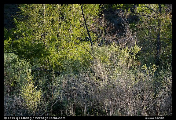 Lush vegetation, Pakoon Springs. Grand Canyon-Parashant National Monument, Arizona, USA (color)