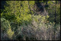 Lush vegetation, Pakoon Springs. Grand Canyon-Parashant National Monument, Arizona, USA ( color)