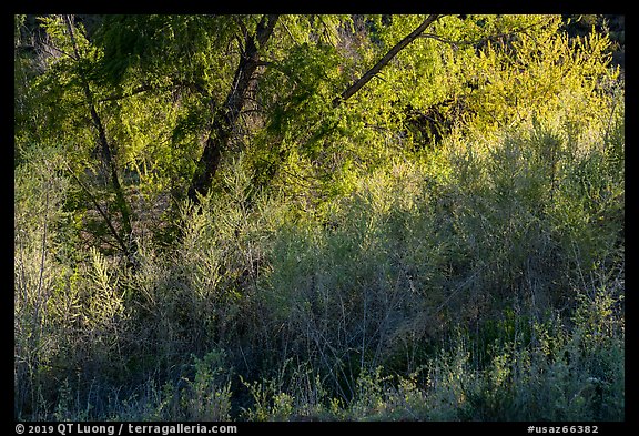 Green Oasis, Pakoon Springs. Grand Canyon-Parashant National Monument, Arizona, USA (color)