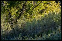 Green Oasis, Pakoon Springs. Grand Canyon-Parashant National Monument, Arizona, USA ( color)