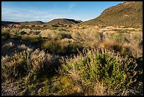 Desert near Pakoon Springs. Grand Canyon-Parashant National Monument, Arizona, USA ( color)